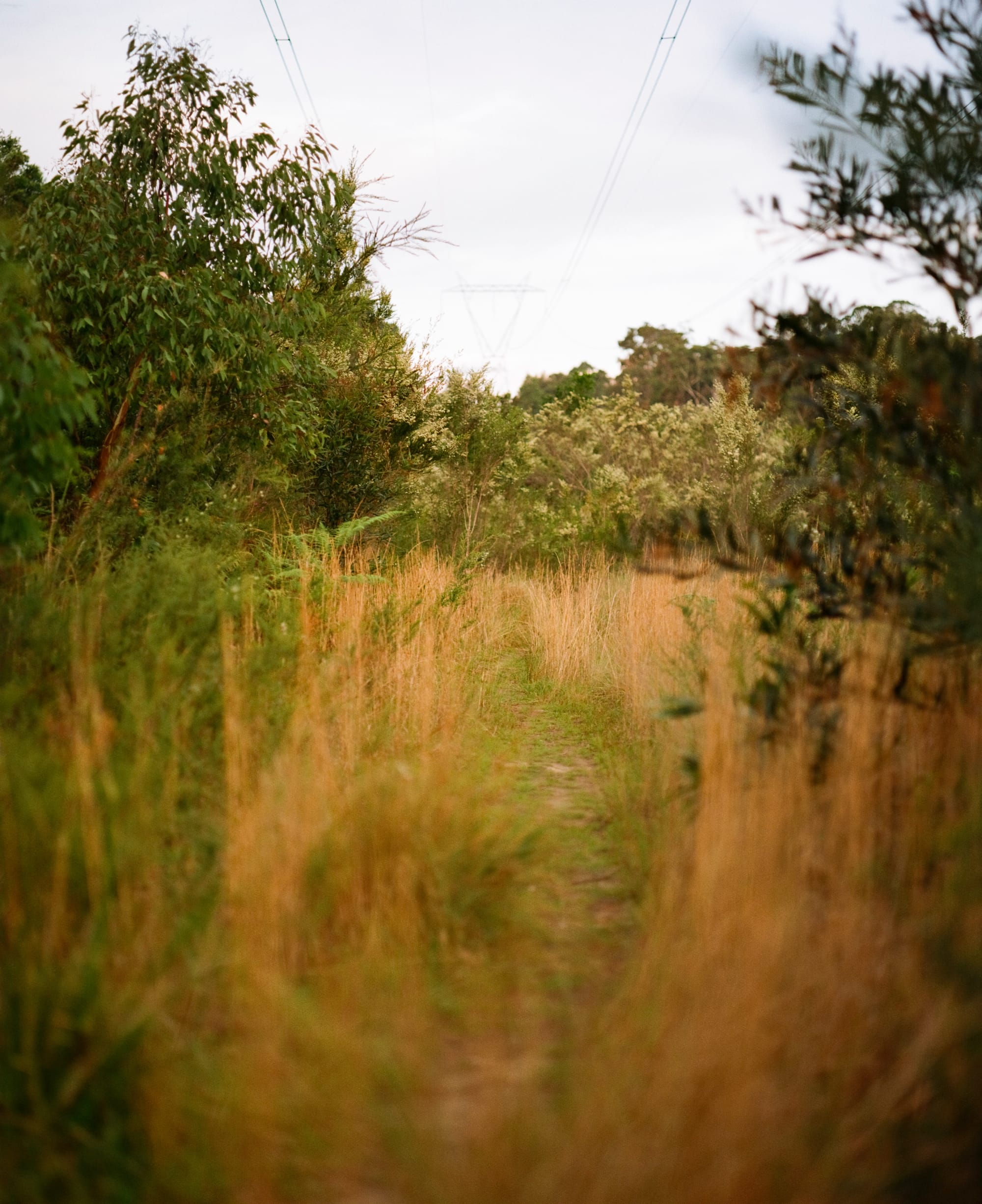 Avoca & Avalon
